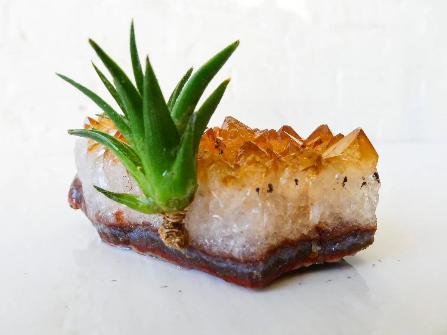 Horizontal Citrine Crystal Air Plant Garden