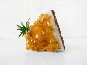 Horizontal Citrine Crystal Air Plant Garden